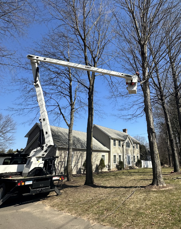 Sikes Tree Service professionals at work with aerial lift bucket truck